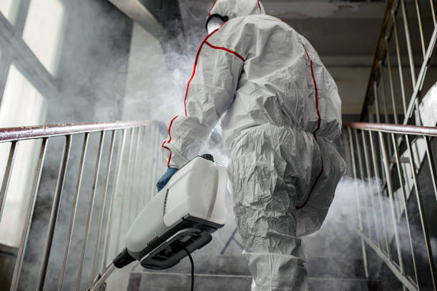 Best Mold Removal for HVAC Installations  in Ely, NV